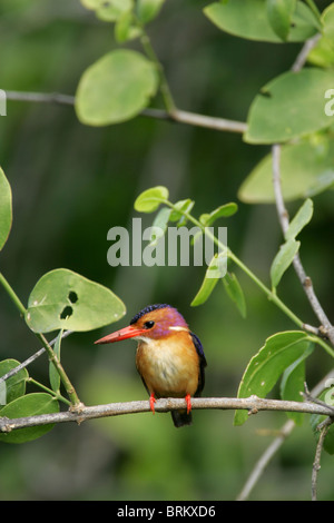 Pygmy Kingfisher thront auf einem Ast Stockfoto