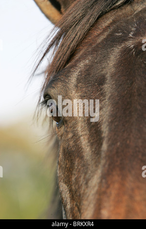 Nahaufnahme des Auges des Pferdes Stockfoto