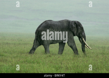 Eine nasse Elefant im Nebel und Regen auf den Ngorongoro Kraterboden Stockfoto