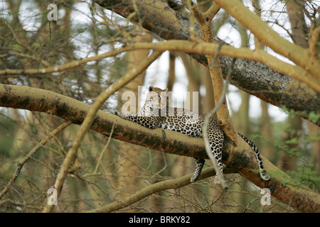 Leopard, liegend auf einem Ast eines Baumes Fieber Stockfoto