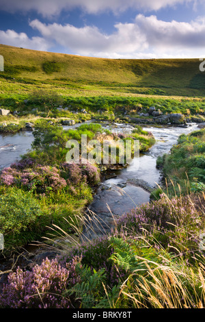 Fluß Tavy durchzogen Tavy Cleave im Dartmoor National Park, Devon, England. (August) im Sommer 2009. Stockfoto