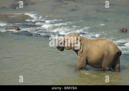 Eine majestätische Bull Unternehmungen draußen in den Ma Oya Fluss in Sri Lanka Stockfoto