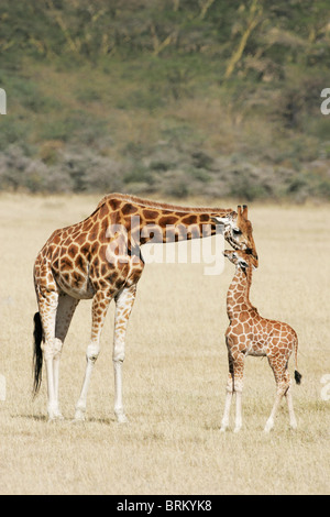 Rothschild-Giraffen berühren den Kopf ihrer Babys Stockfoto