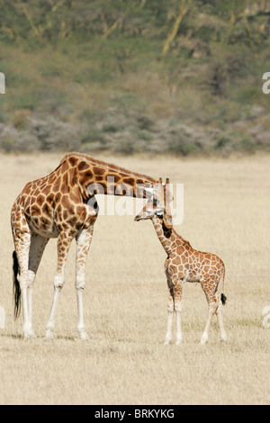 Rothschild Giraffe Mutter ruht ihr Kopf auf den Hals ihres Babys Stockfoto