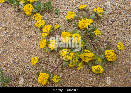Cruckshanksia SP. Blumen Parque National Pan de Azucar Atacama (III) Chile Südamerika Stockfoto