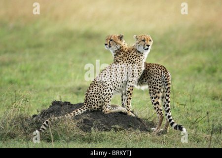 Paar der Gepard auf einem Hügel auf der Suche nach Beute Stockfoto