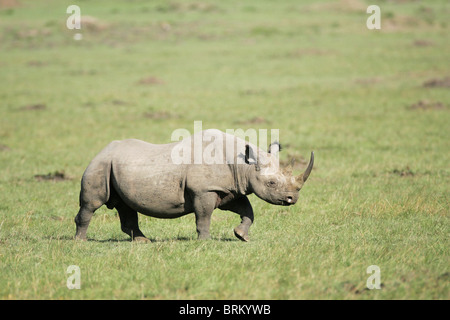 Spitzmaulnashorn zu Fuß Stockfoto