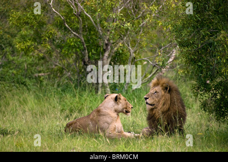 Paarung zweier Löwen ruht in dichtes Buschland Stockfoto