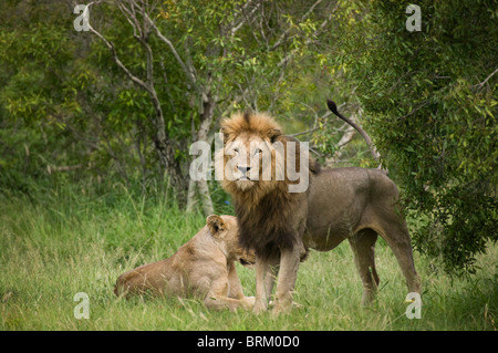 Paarung zweier Löwen ruht in dichtes Buschland Stockfoto