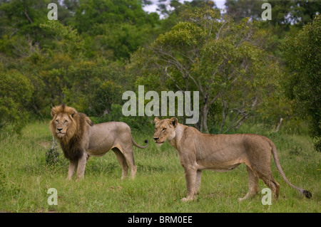 Paarung zweier Löwen stehen in dichten Bushveld suchen Warnung Stockfoto