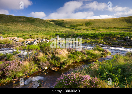 Fluß Tavy durchzogen Tavy Cleave im Dartmoor National Park, Devon, England. (August) im Sommer 2009. Stockfoto