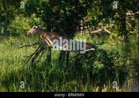 Impala Ewe mit Geschwindigkeit von dichten Busch Schwellen- Stockfoto