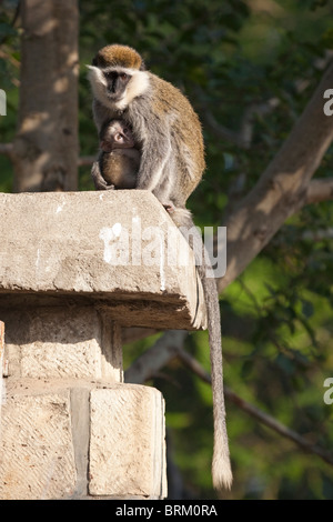 Grivet Affe mit einem kleinen Baby hoch oben auf einer Säule in Awassa Stockfoto