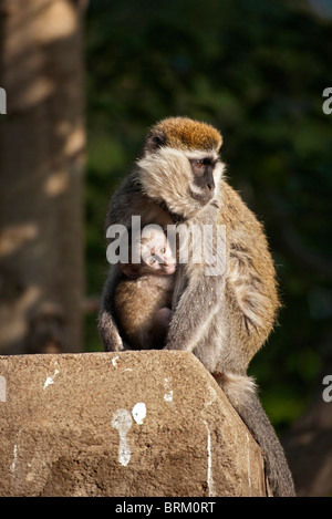 Grivet Affe und Baby-sitting auf einer Steinsäule Stockfoto