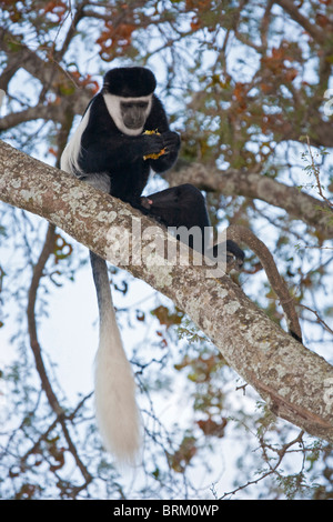 Guereza Colobus Fütterung in einem Baum Stockfoto