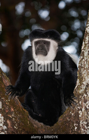 Colobus Guereza thront in der Gabel eines Baumes Stockfoto