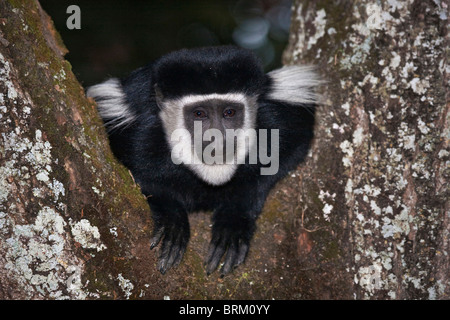Porträt einer Colobus Guereza thront in der Gabel eines Baumes Stockfoto