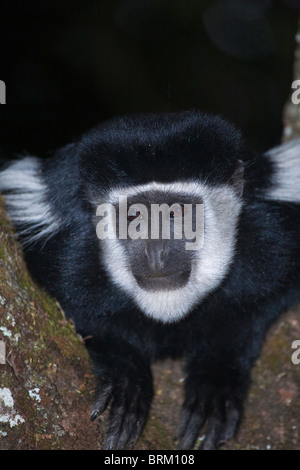 Porträt einer Colobus Guereza thront in der Gabel eines Baumes Stockfoto
