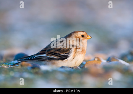 Snow Bunting Plectrophenax Nivalis Salthouse Norfolk winter Stockfoto