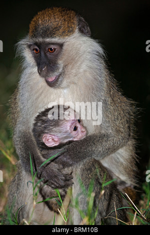 Porträt eines Grivet Affen hält ein baby Stockfoto