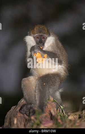 Porträt eines Grivet Affen ernähren sich von einer Albida Samenkapsel Stockfoto