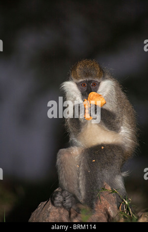 Porträt eines Grivet Affen ernähren sich von einer Albida Samenkapsel Stockfoto