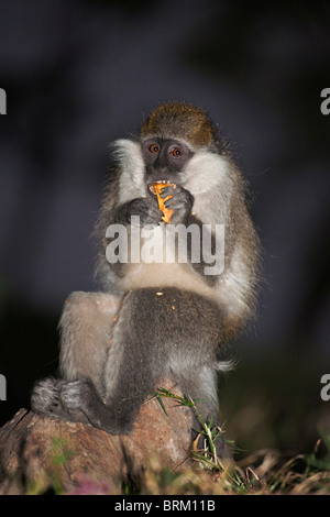 Porträt eines Grivet Affen ernähren sich von einer Albida Samenkapsel Stockfoto