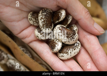 Saubohne Samen "Painted Lady" Auswahl speichern Stockfoto