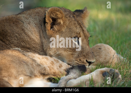 Porträt von ein Löwenjunges ruhen Stockfoto