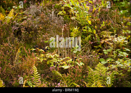 Cornwall Heide neu bei The Eden Project in Cornwall, Großbritannien Stockfoto