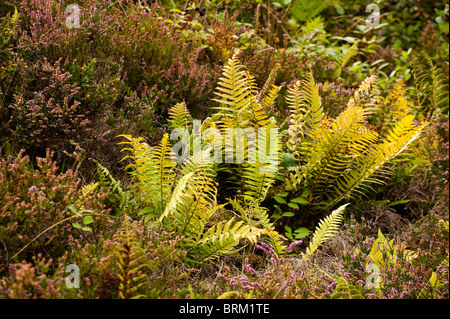 Cornwall Heide neu bei The Eden Project in Cornwall, Großbritannien Stockfoto