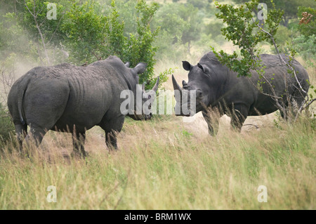 Zwei Erwachsene Rhino einander zugewandt, während einer Konfrontation Stockfoto