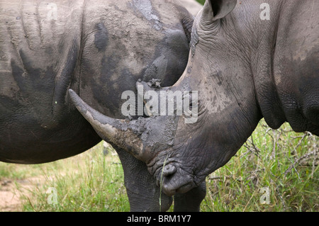 Ein Nashorn reibt sein Gesicht auf das hintere Bein eines anderen Stockfoto