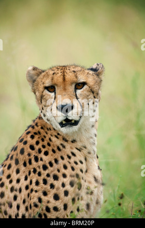 Gepard-Porträt Stockfoto