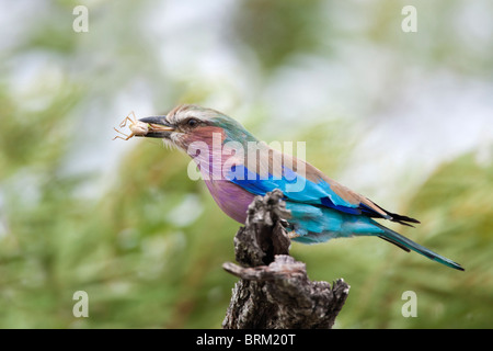 Ein Lilac breasted Roller thront auf einem Baumstumpf mit einer Heuschrecke im Schnabel Stockfoto