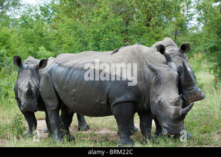 Drei weiße Nashorn stehend in ein Wirrwarr Stockfoto