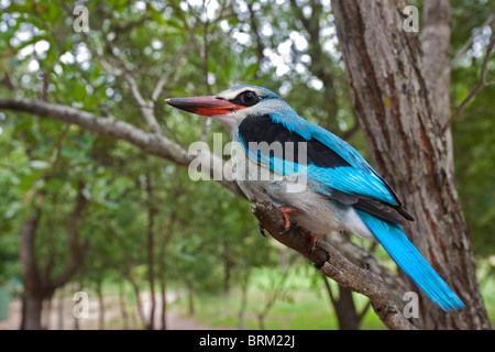 Ein Wald Eisvogel thront auf einem Ast Stockfoto