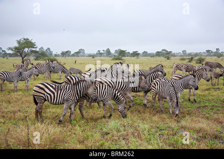 Eine Herde Zebras grasen offene Savanne unter bewölktem Himmel Stockfoto