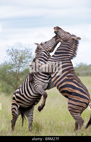 Zwei männliche Zebras auf ihren Hinterbeinen kämpfen und einander beißen Stockfoto