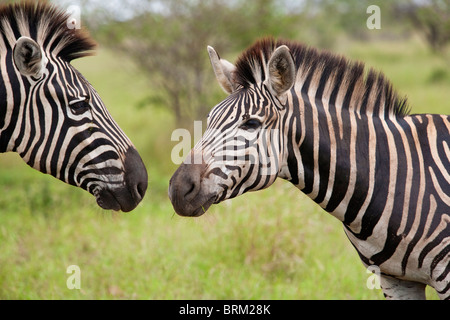 Zwei Zebra gegenüber und ihre Nasen fast berühren Stockfoto