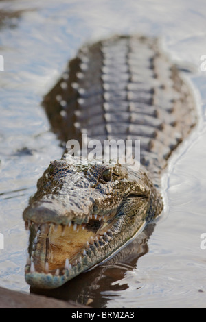 Krokodil aus dem Wasser mit seinen Mund öffnen Stockfoto