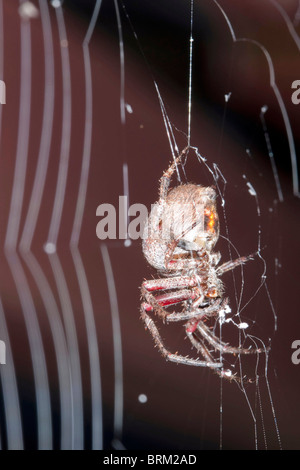 Eine Seitenansicht einer Spinne spinnt ihr Netz Stockfoto