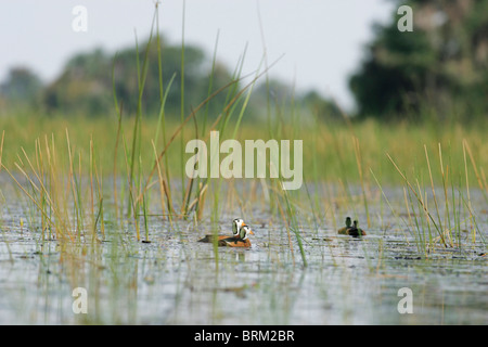 Pygmäen Gänse auf dem Wasser zwischen Schilf Stockfoto