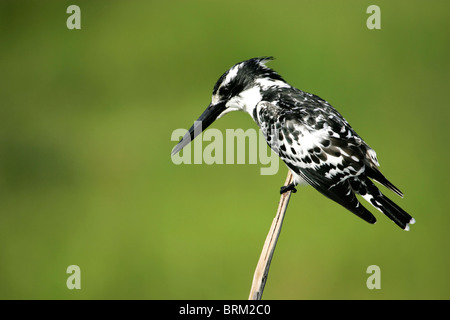 Pied Kingfisher gehockt ein Schilfrohr Stockfoto