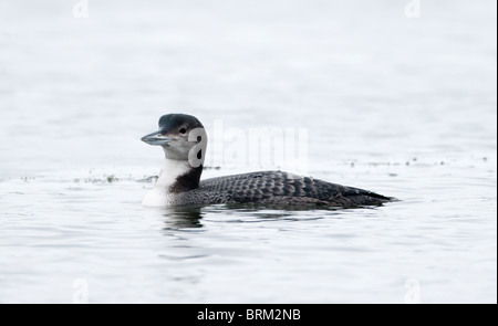 Great Northern Diver (Common Loon) Gavia Immer im Winterkleid an Whitlingham Country Park Norwich Norfolk winter Stockfoto