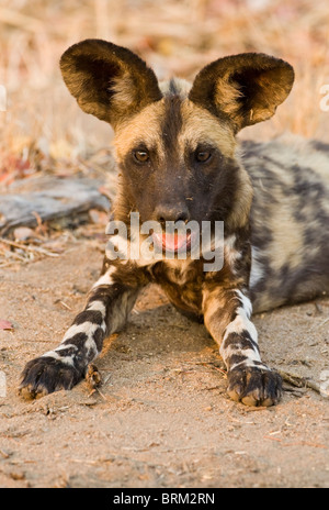 Afrikanischer wilder Hund portrait Stockfoto