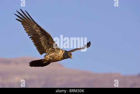 Bartgeier (Bartgeier) vor dem Hintergrund der Drakensberge fliegen Stockfoto