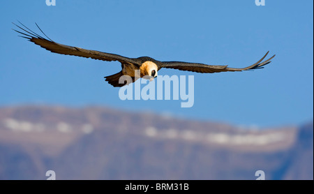 Bartgeier (Bartgeier) vor dem Hintergrund der Drakensberge soaring Stockfoto