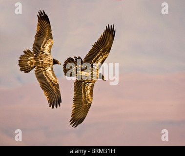 Bartgeier (Bartgeier) paar auf der Flucht vor dem Hintergrund der Drakensberge Stockfoto