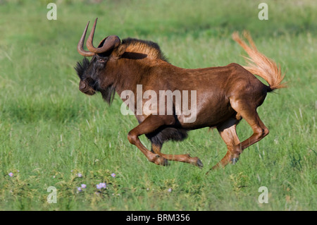 Schwarze Gnus ausgeführt Stockfoto